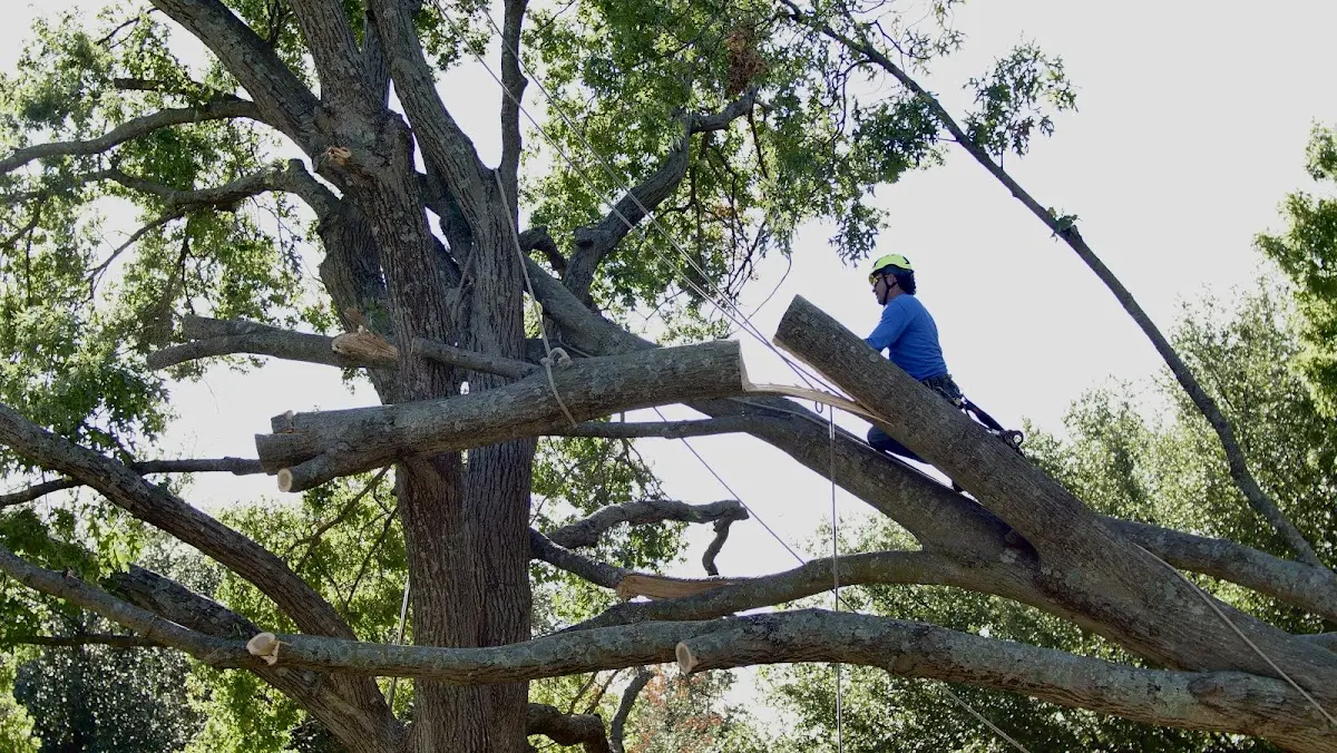 Professional Crown Thinning performed by certified arborists in Federal Dam
