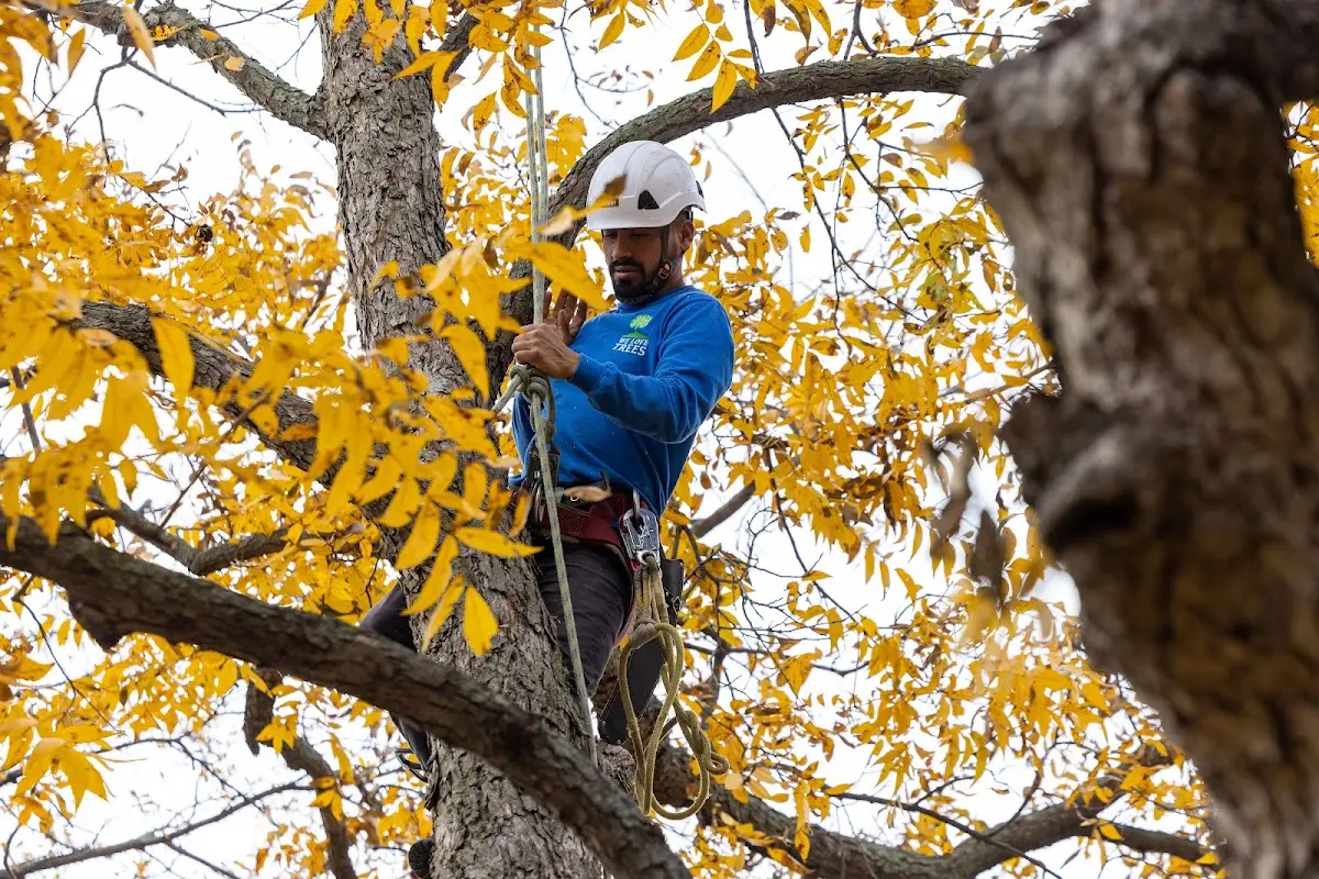 Skilled Tree Planing crew working in Federal Dam