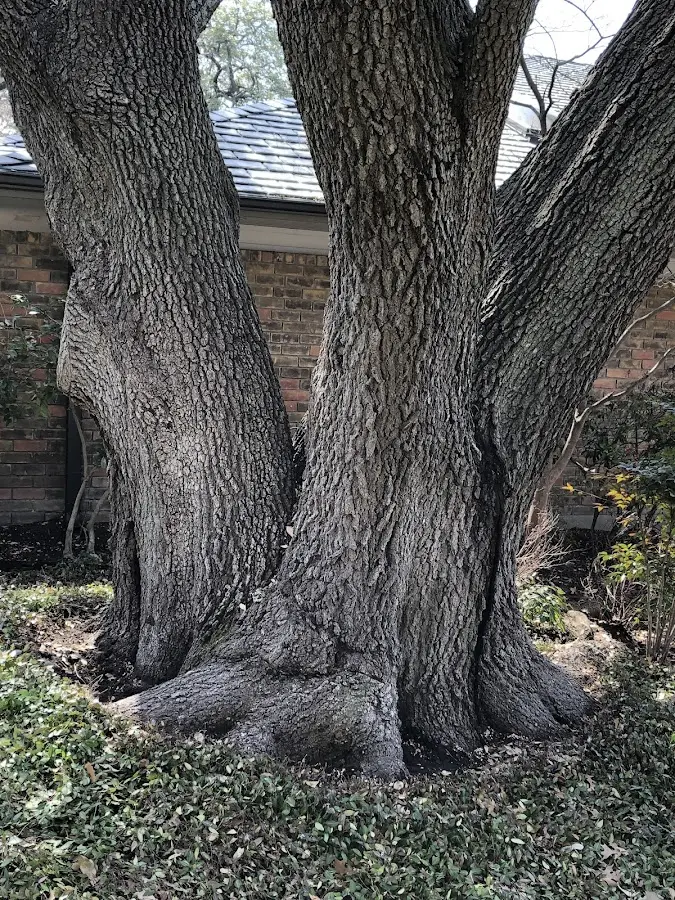 Mature heritage tree close to a Federal Dam property cared for by certified arborists